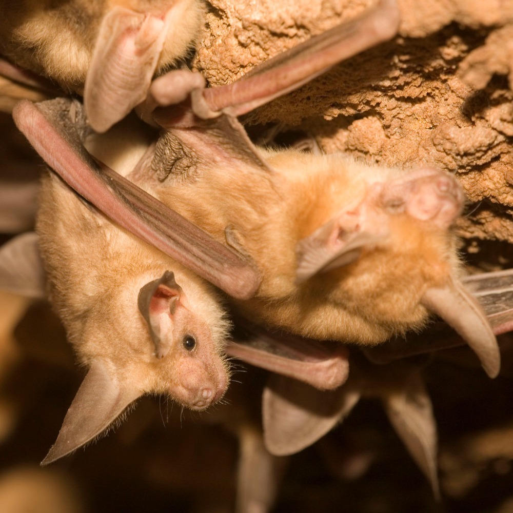Webinar: Nocturnal Animals Webinar: Nocturnal Animals