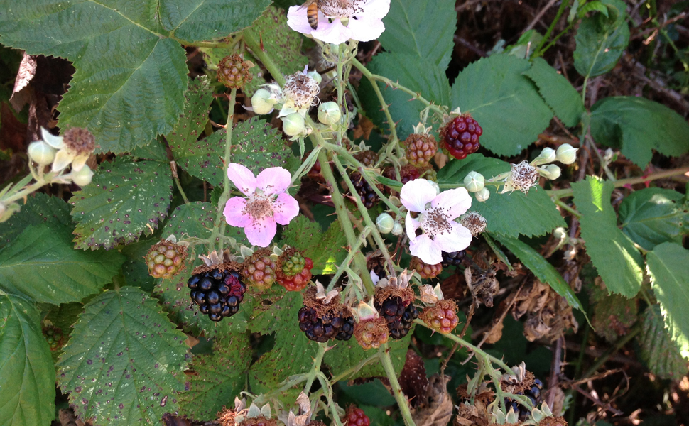 Yesler Swamp Volunteer Restoration Event (in-person)