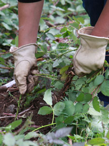 CANCELLED - Campus Community Farm Workparty, Wednesday, January 17, 2024,  1:30 - 2:30pm - Calendar: Campus Events | Edmonds College