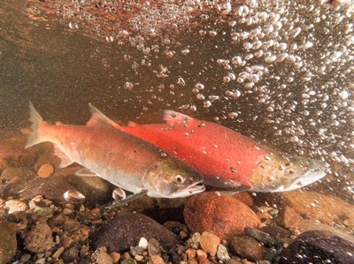 "The Mysterious 'Snerka:' The Curious History, Current Status and Future Prospects of Local Kokanee"