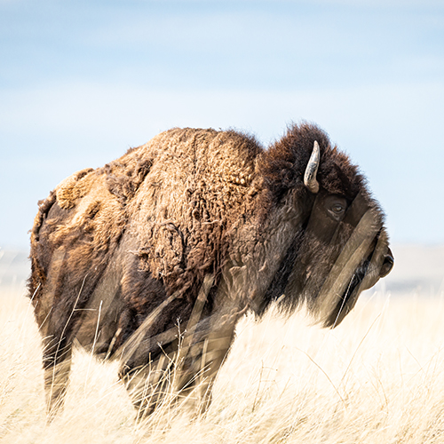 Bison: Portrait of an Icon, Monday, November 14, 2022, 7 - 8:30pm -  Smithsonian Event | Smithsonian Institution