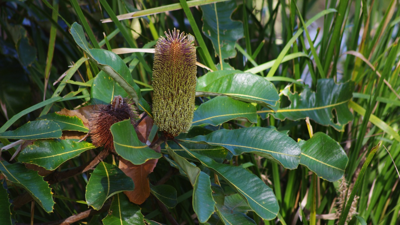 Wild edibles walk