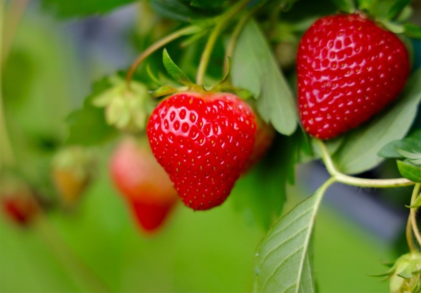 NY | Earth Day Berry Bash Celebration