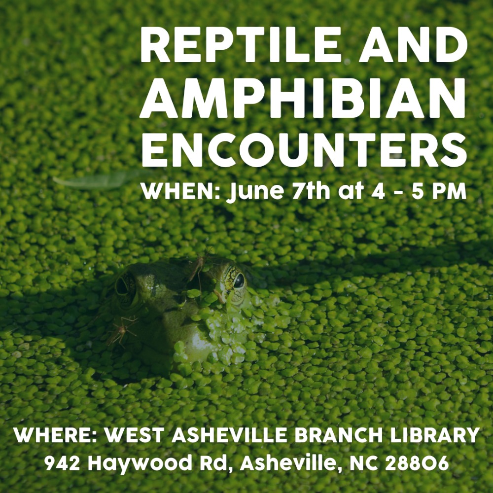 Reptile and Amphibian Encounters
