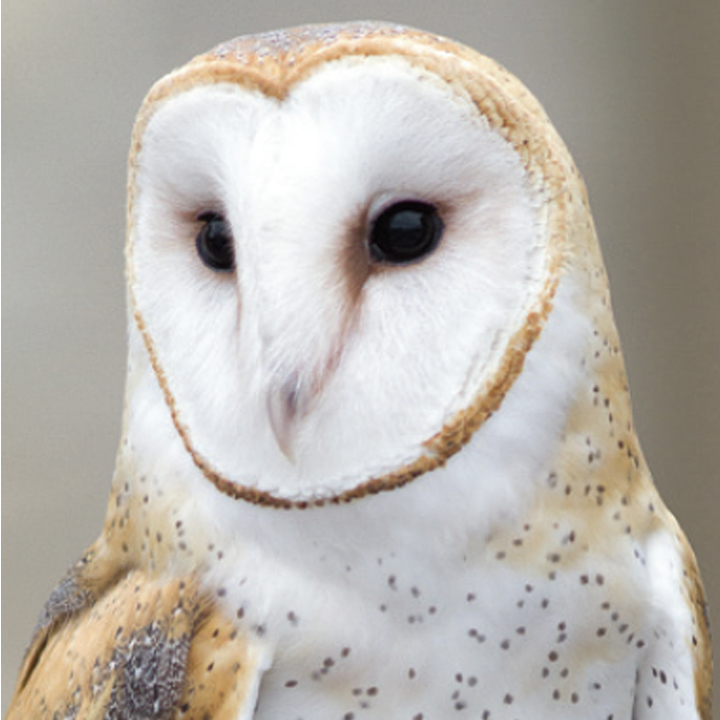 Nature for Kids: Nocturnal Creatures Nature for Kids: Nocturnal Creatures