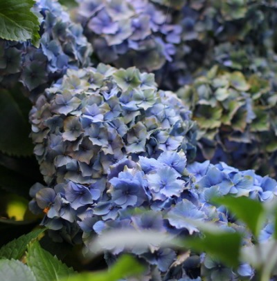 Curator Tour: Hydrangeas in the Arboretum (in-person)
