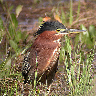 Birds at Rush Creek