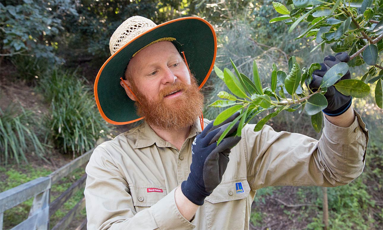 Volunteer Bushcare Working Bee - Arnwood Place Bushcare Group