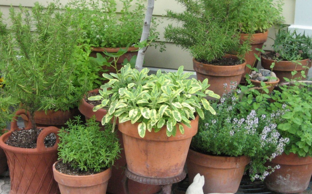 Kitchen herbs