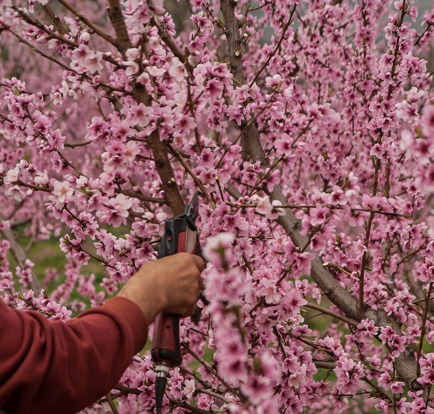 Master Pruner - Full Series