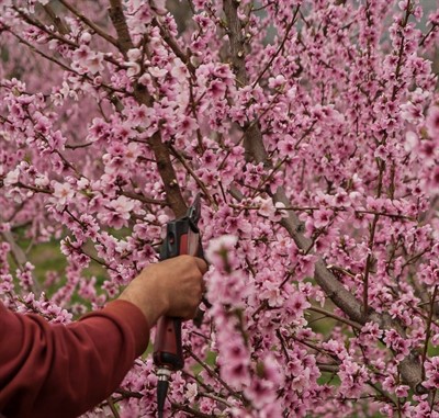 Master Pruner - Full Series