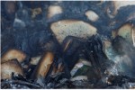 A close up of burnt books