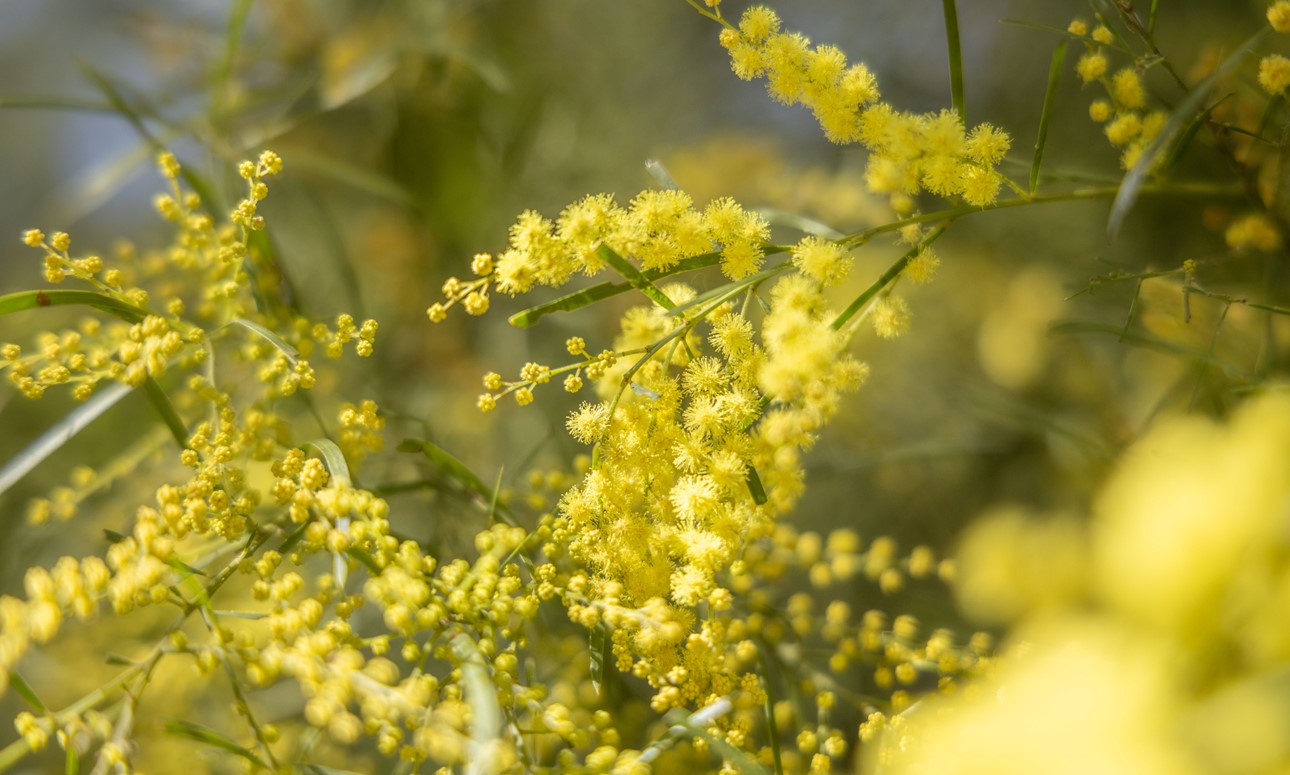 Special walk: Wattle bloom walks