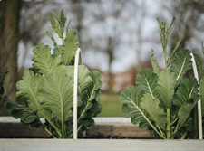 Growing Community:  Preparing For Winter