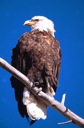 Wild Wednesday: Red, White and Blue - A Special Independence Day Program
