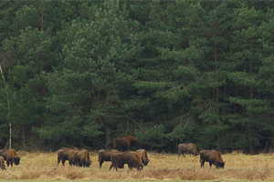 Bialowieza or How to Retell Polish History