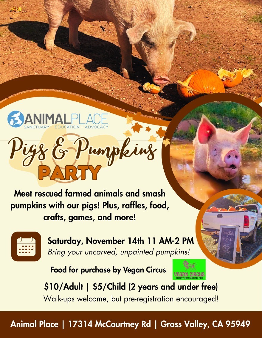 Pigs and Pumpkin Party