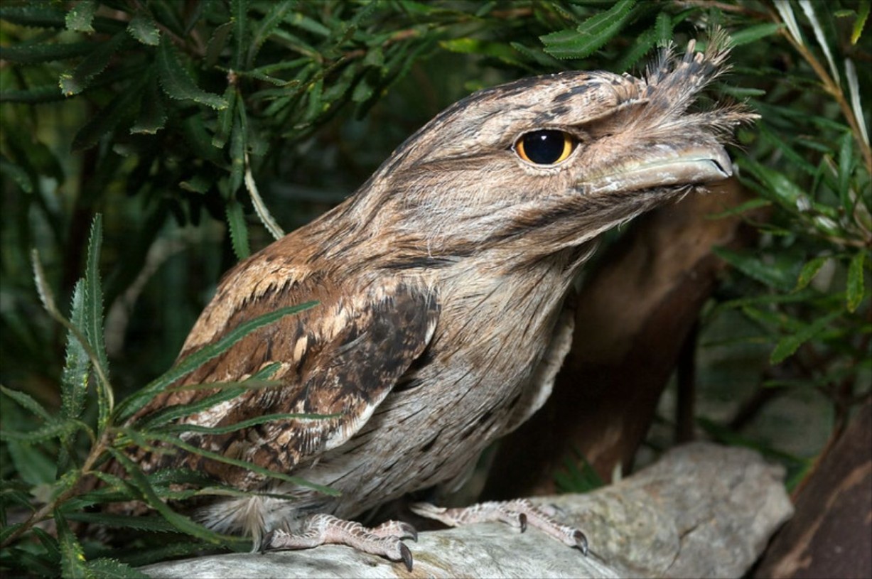 Bird safari (10-12 years)
