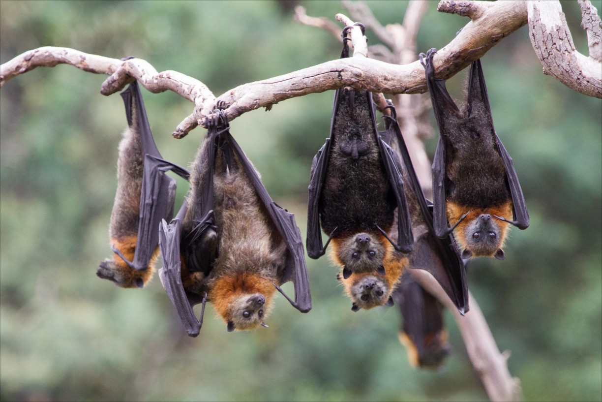 Junior Explorers: Bush Batty Walk
