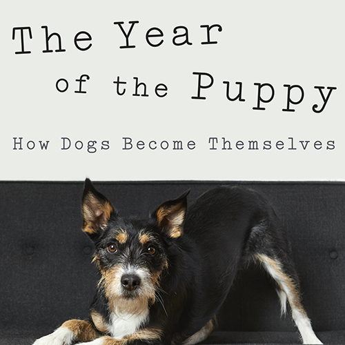 The Year of the Puppy