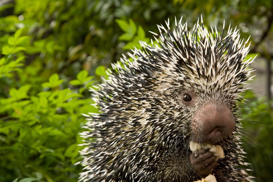 Conservation Classroom: Suited for Survival