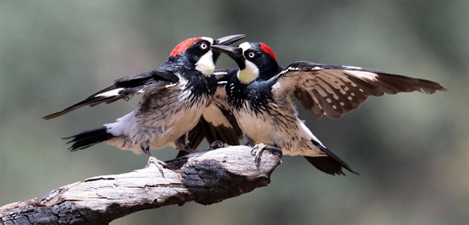 Adaptations of Acorn Woodpeckers with Sahas Barve