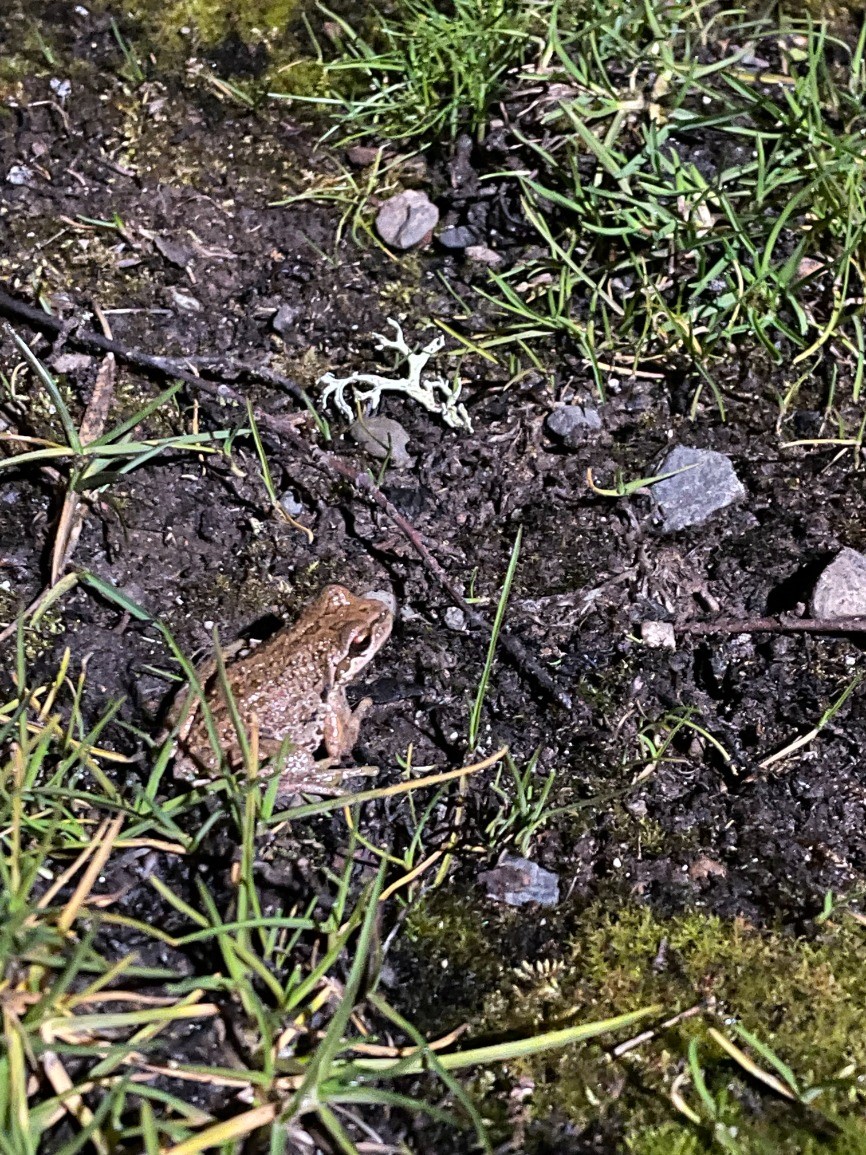 Meet Seattle’s Amphibians!