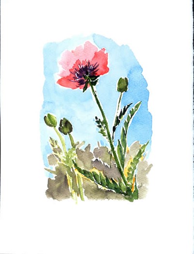 Art Exhibit: Local Wonders:  Nature in Watercolor and Ink by Rosemary Washington