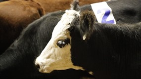 Ride Like Wyatt Memorial Sort