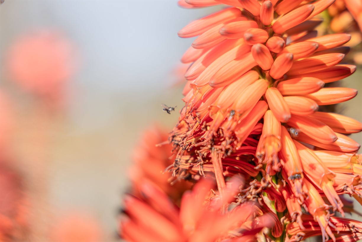 The Buzz about Native Bees - Special Walk - Brisbane Botanic Garden