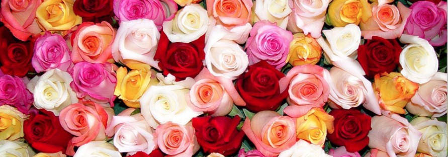 Queensland Rose Society 2025 Spring Show with Floral Art Society of Queensland