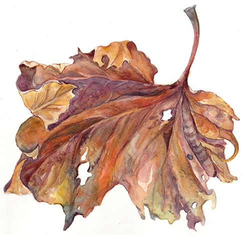 Botanicals in Watercolor II