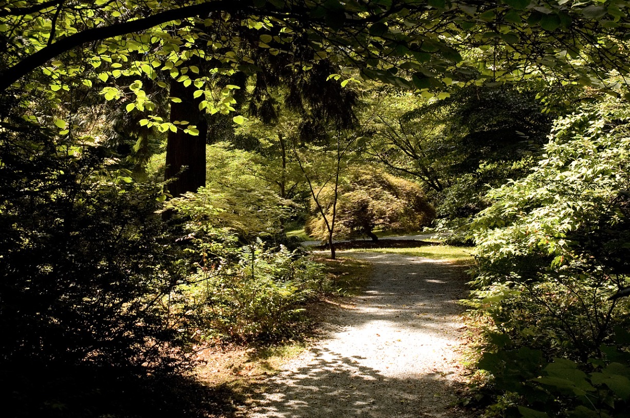 Guided Forest Bathing with Cascadia Forest Therapy