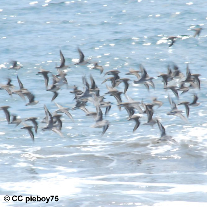 Birds of Limantour