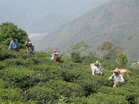 Can a Plantation Be Fair? Paradoxes and Promises of Fair Trade in Darjeeling, India