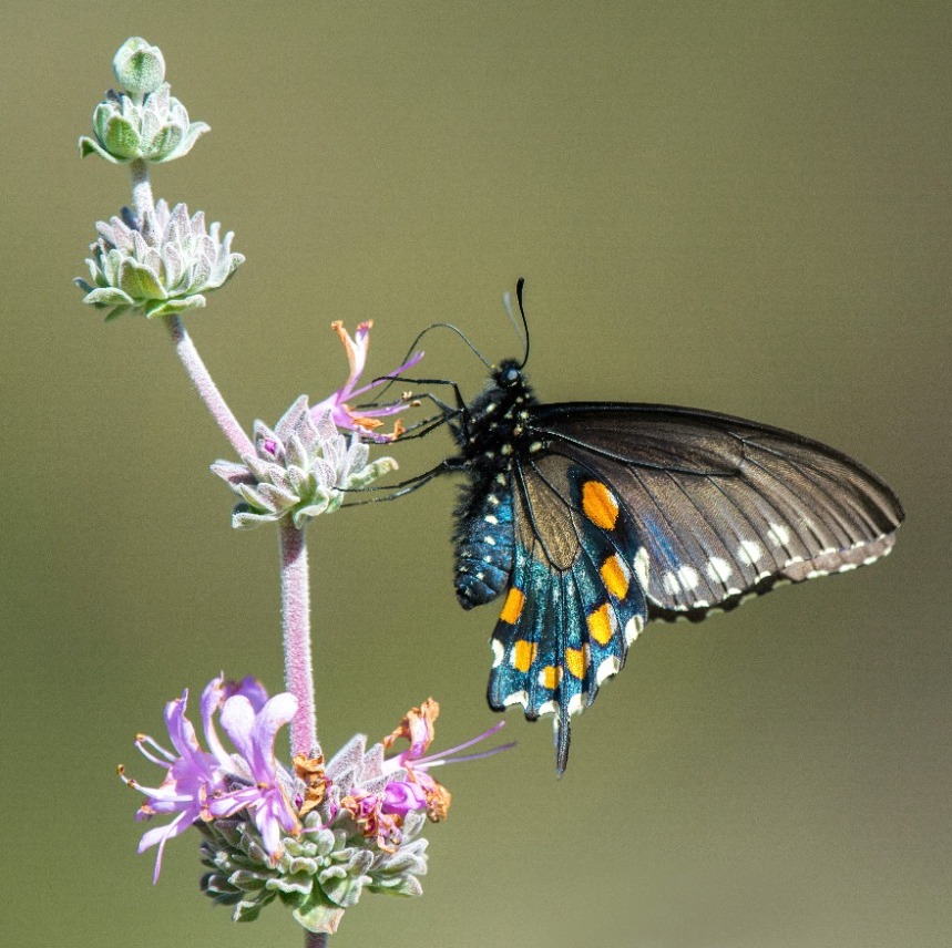 Webinar: Butterflies of Marin