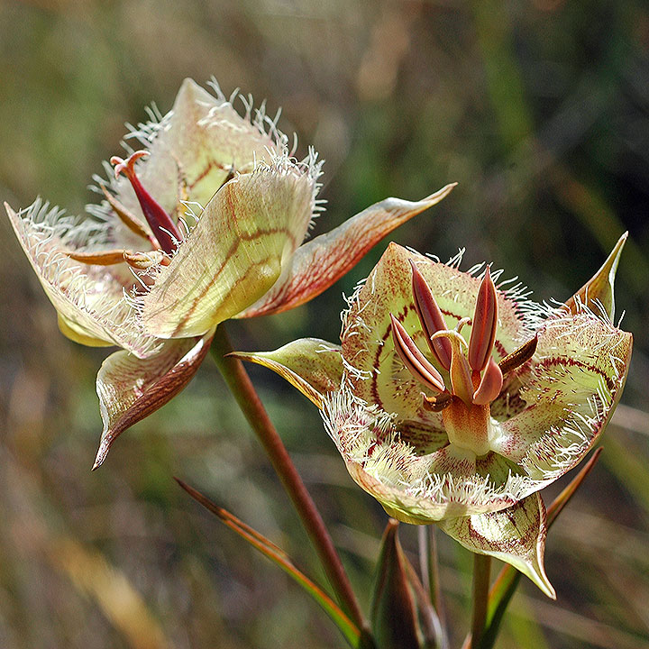 Rare Plants of the Tiburon Peninsula Rare Plants of the Tiburon Peninsula