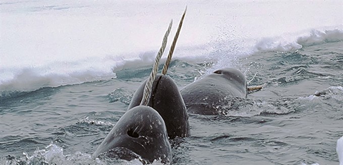 Narwhal: A Tusk with a Twist (At Capacity - Stand-by Only)