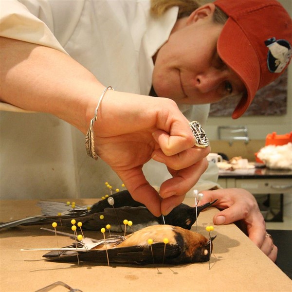 The Expert Is In: Live Demonstration: Bird Preparation