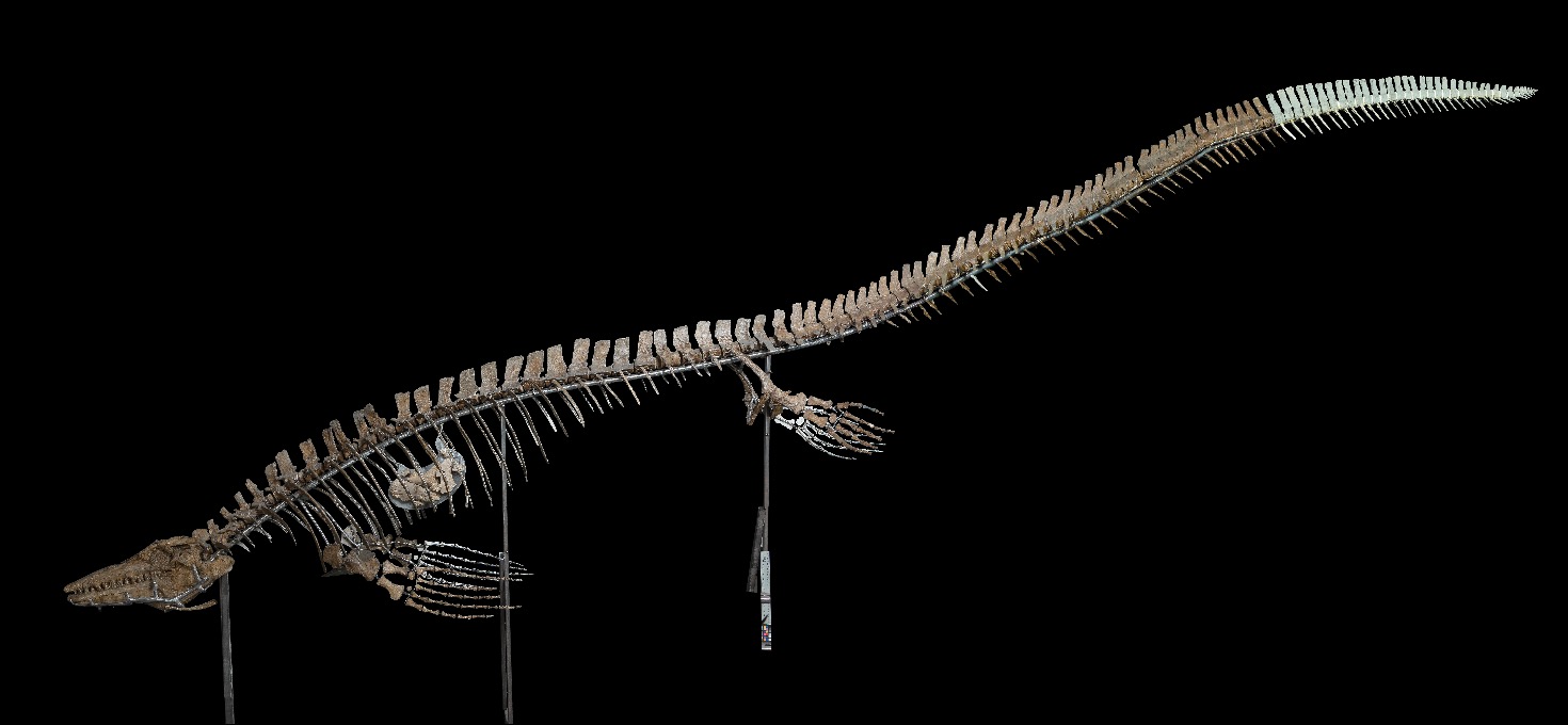 National Fossil Day at the Smithsonian National Museum of Natural History