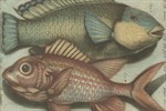 Making Waves: Books on Angling and Fish at Houghton Library