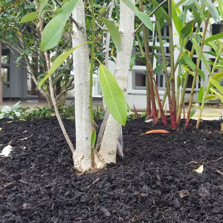 Mulch Matters