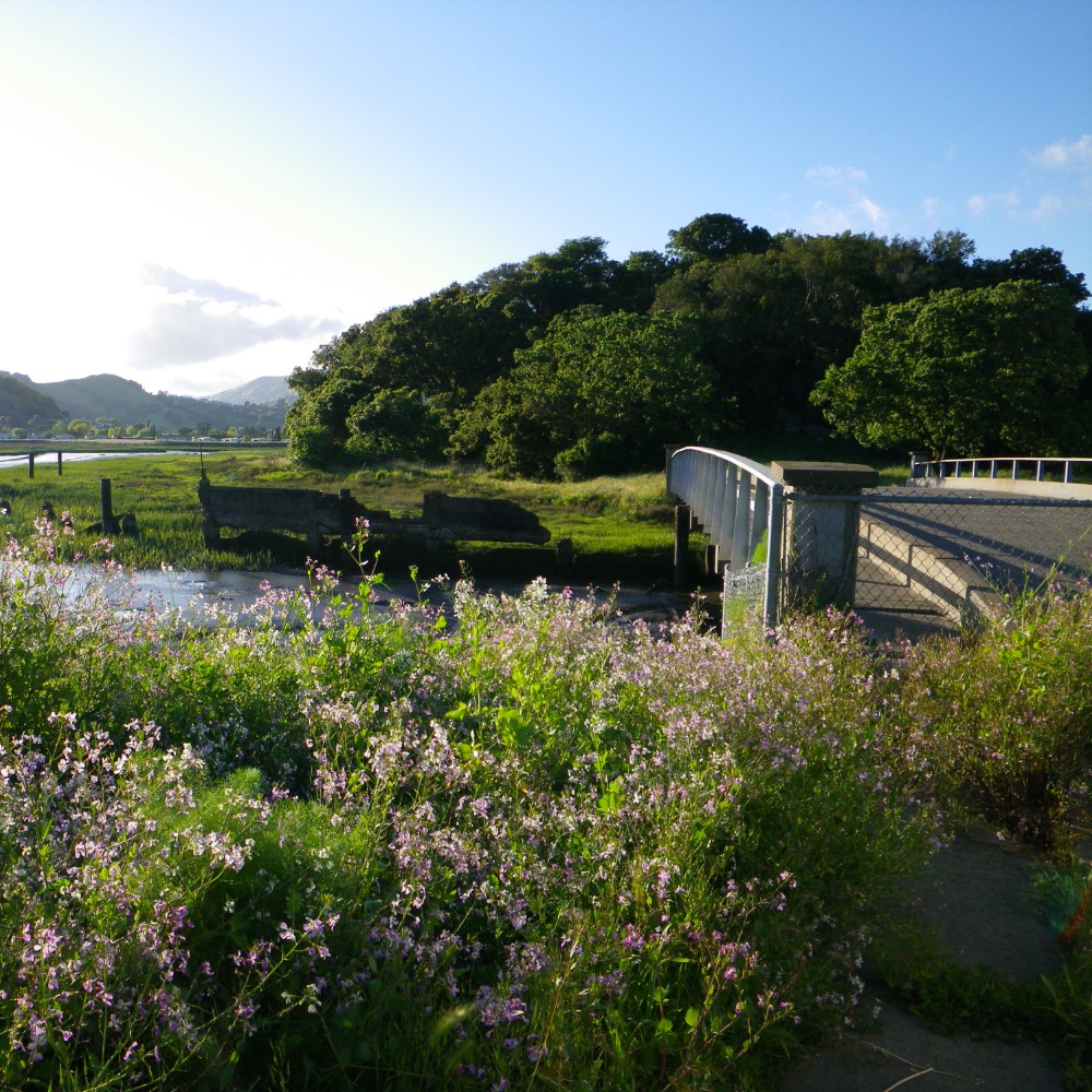 Senior Stroll: Santa Margarita Island