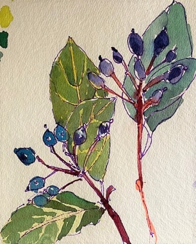 Botanical Sketching in Watercolor and Ink Series: Winter (in-person)
