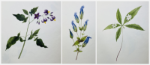 Public Research Talk: The Reformist Language of Plants: Marianne Dwight’s Botanical Watercolors with Alice de Galzain