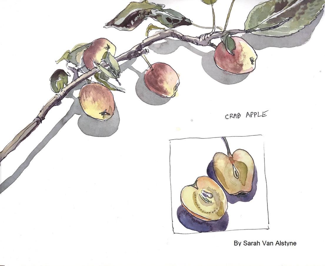 BotanicalSketching2021_SarahVanAlstyne