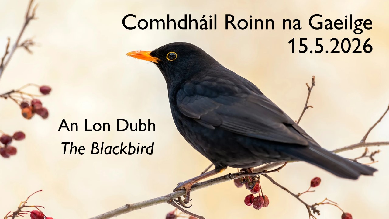 An Lon Dubh - The Blackbird