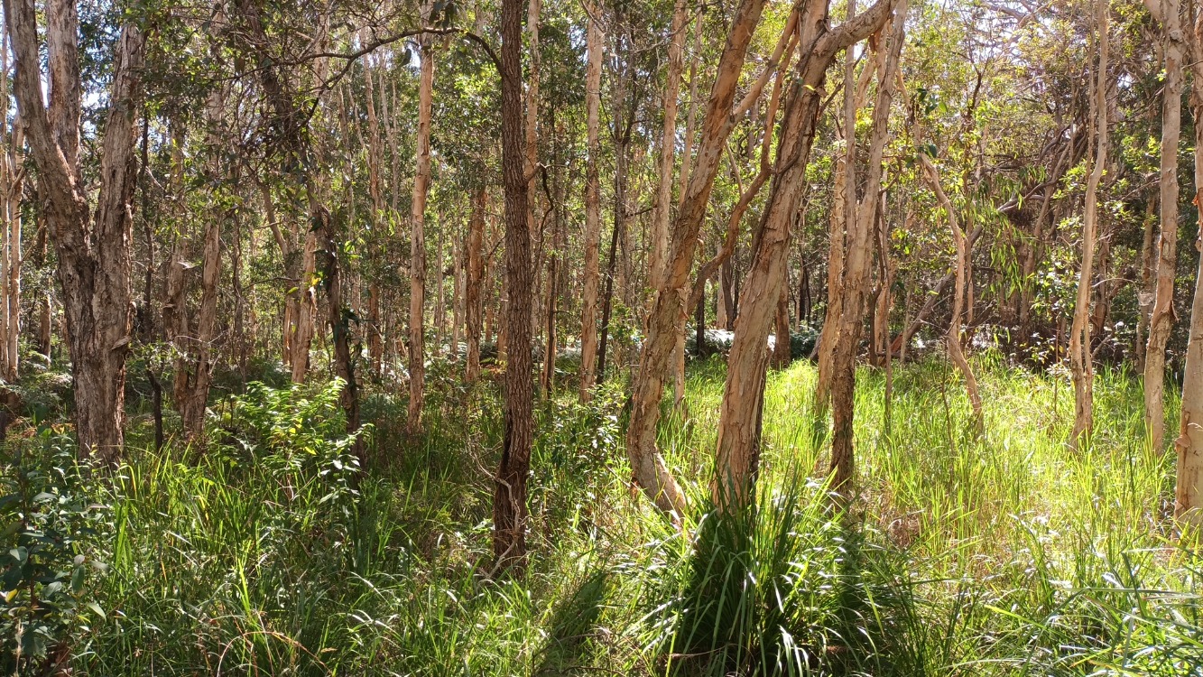 Simpson Falls BioBlitz