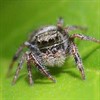Spiders