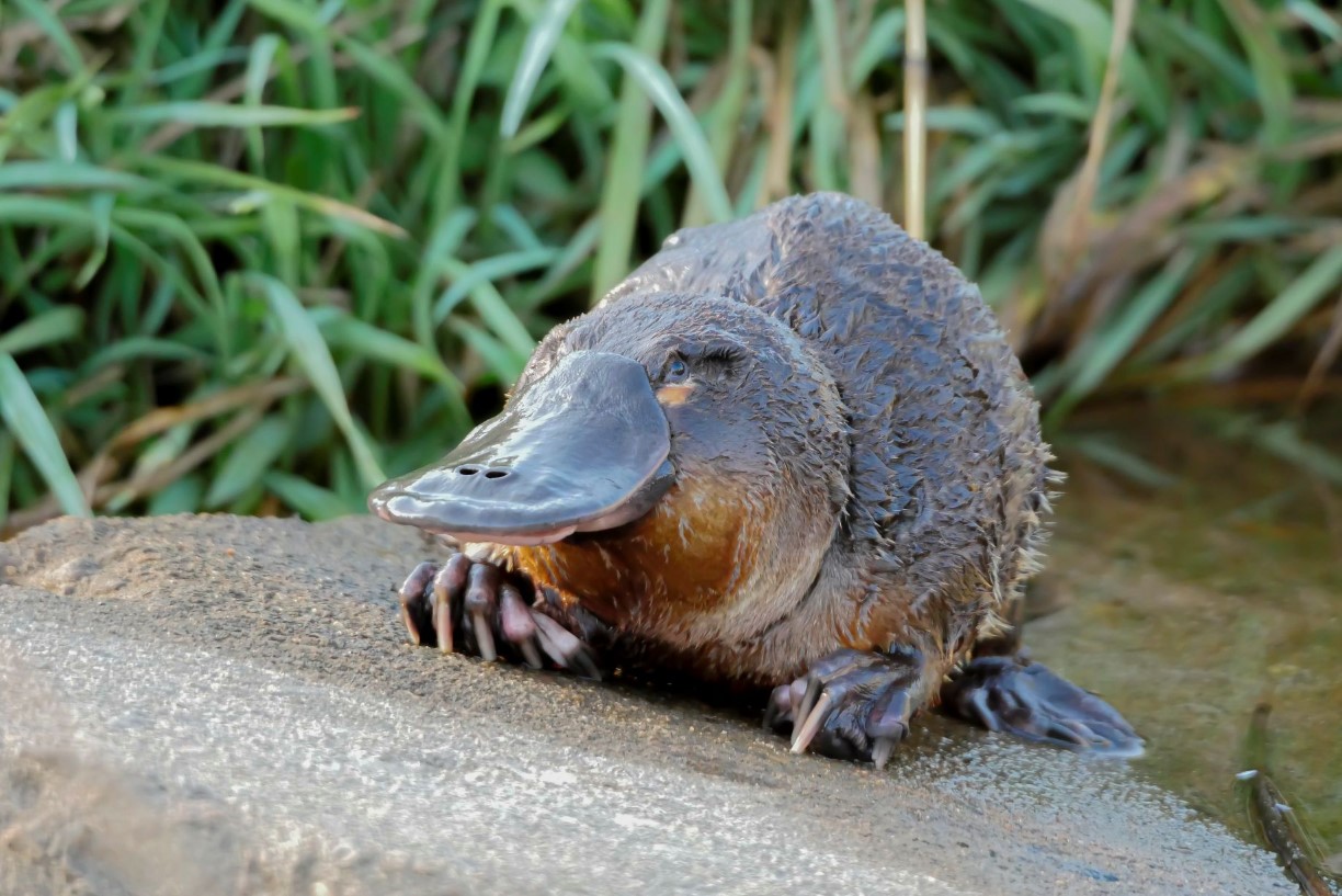 Bush Kindy - Pickles the Platypus